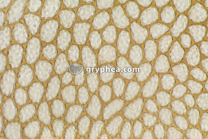 Plastes Selaginelle x200 - gryphea.com